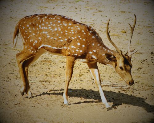 Kanha